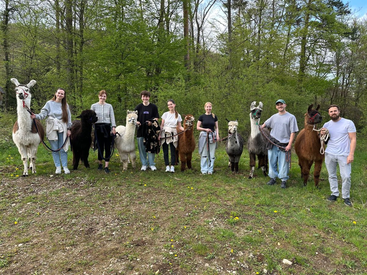 mediacrew, Karriere